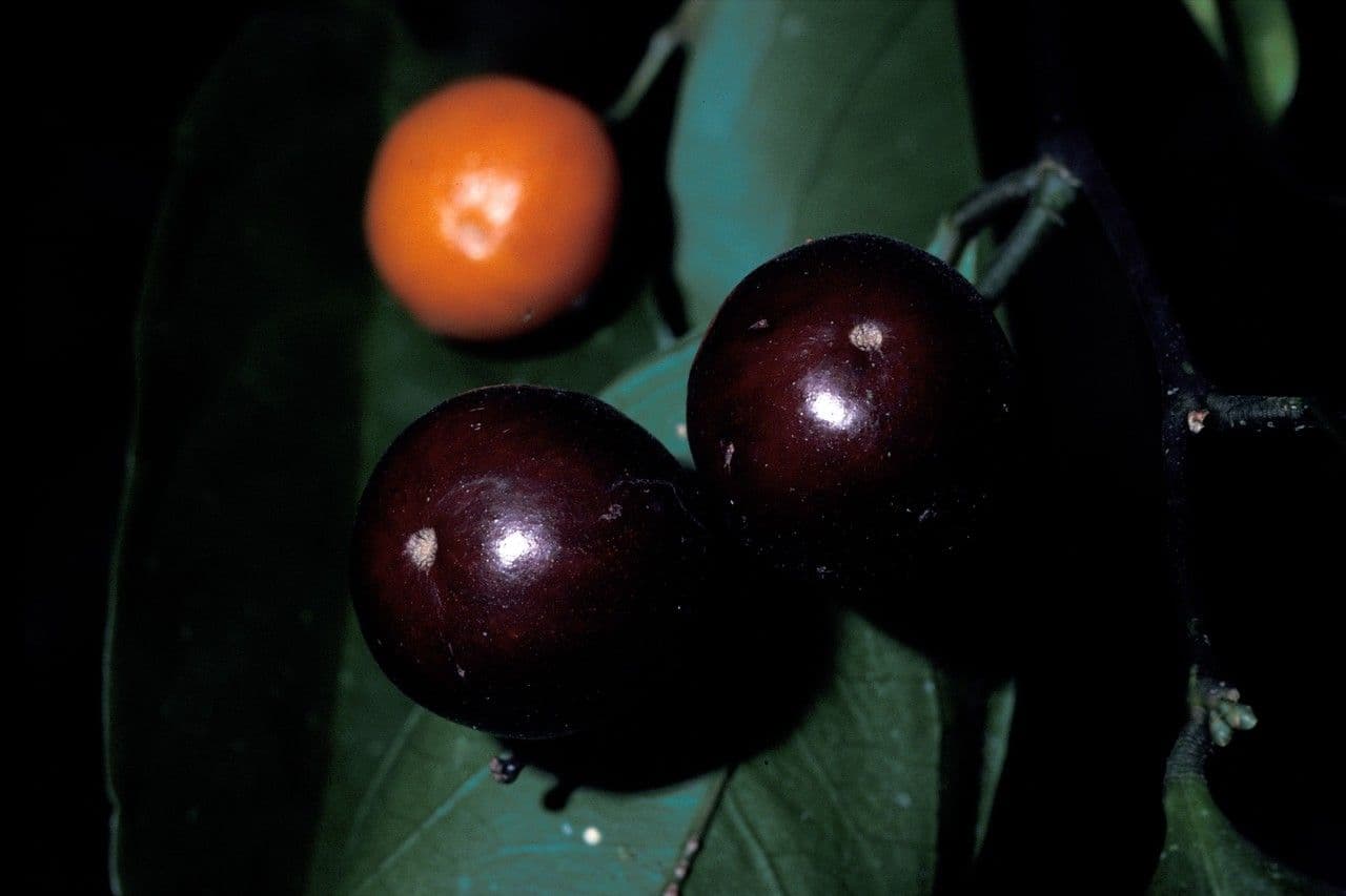 Xanthophyllum 2