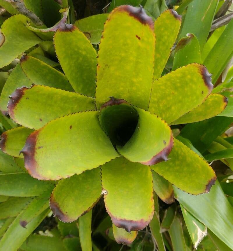 Aechmea nudicaulis 20