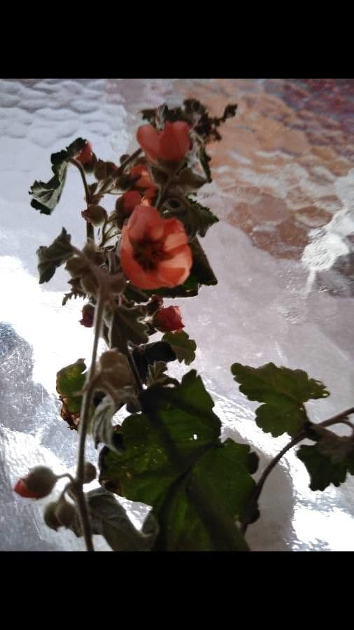 Sphaeralcea di Emory 5