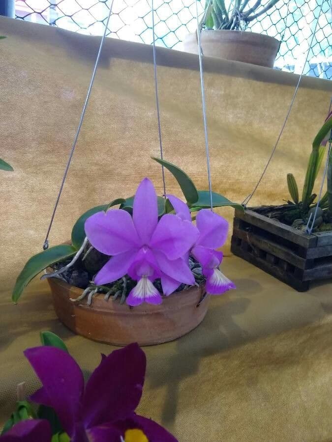 Cattleya 3