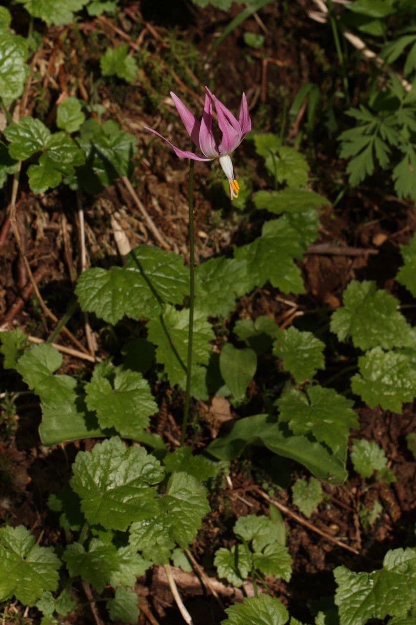 Hundszahn 10