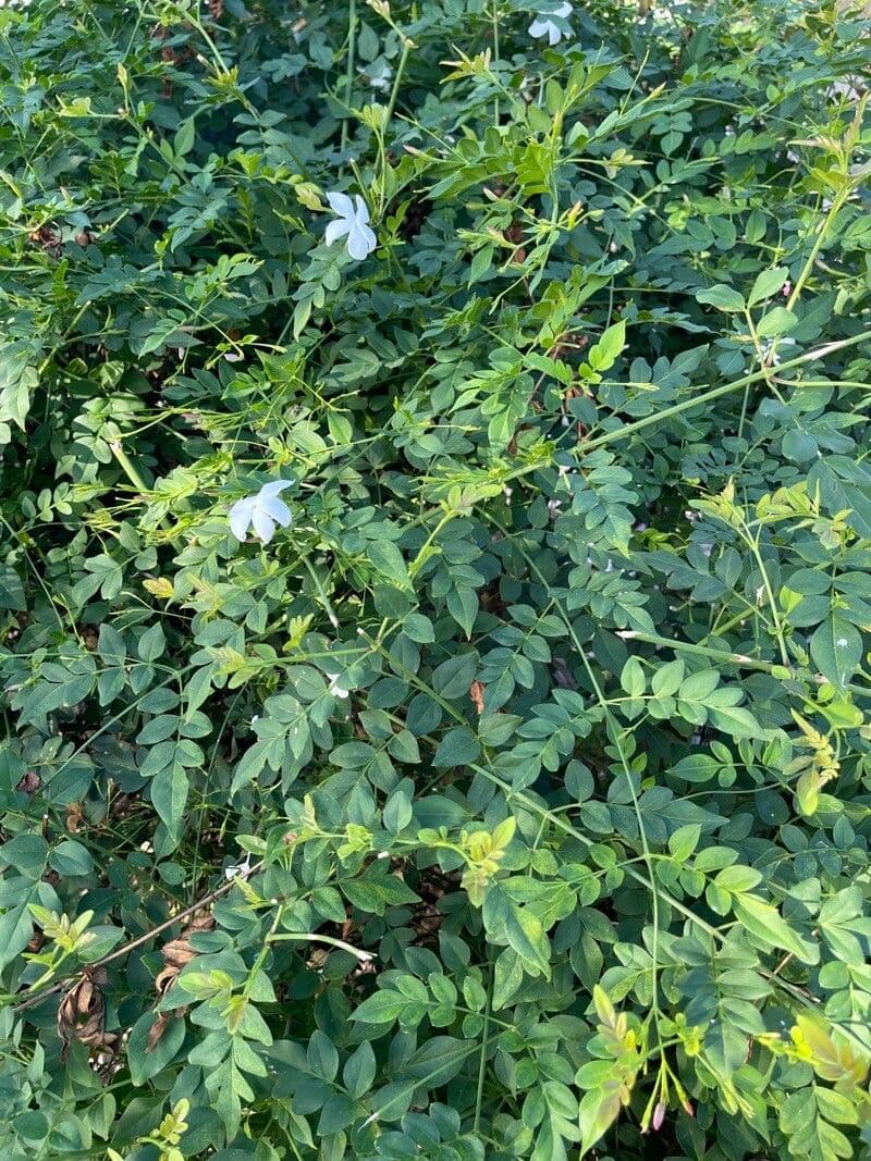 Großblütiger Jasmin 12