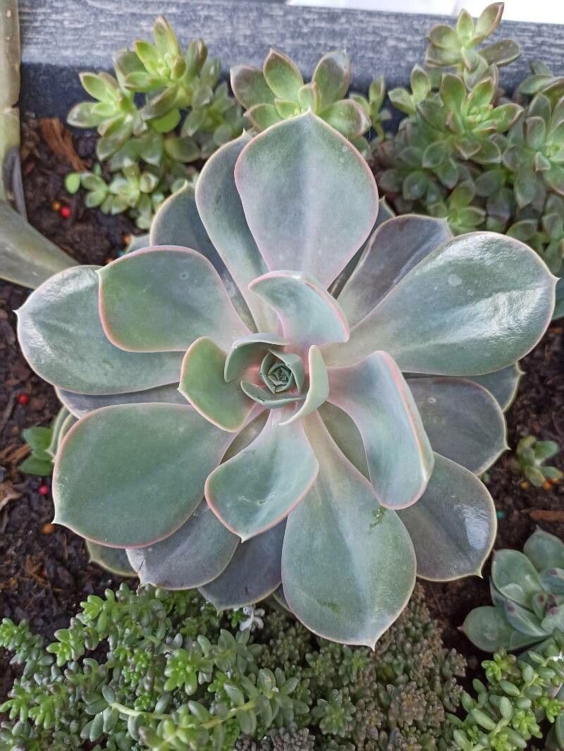 Echeveria 23