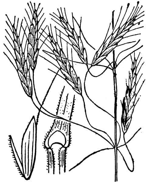 Bromus japonicus 8