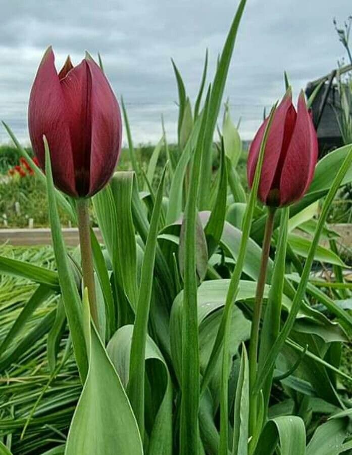 Zypern-Tulpe