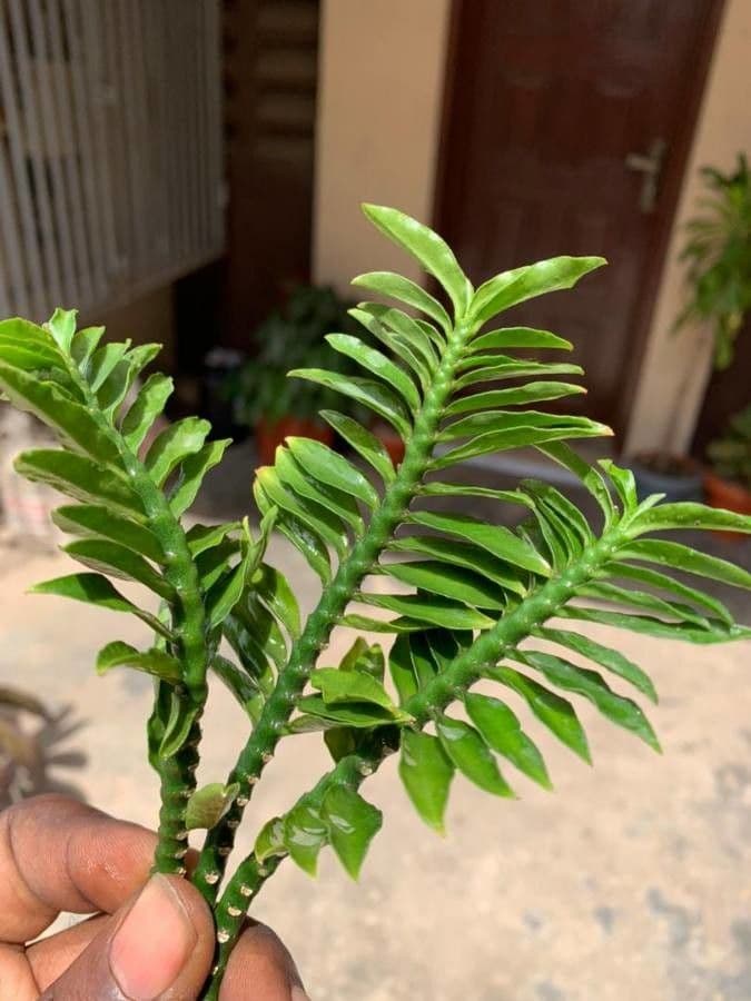 Dichaea pendula 3