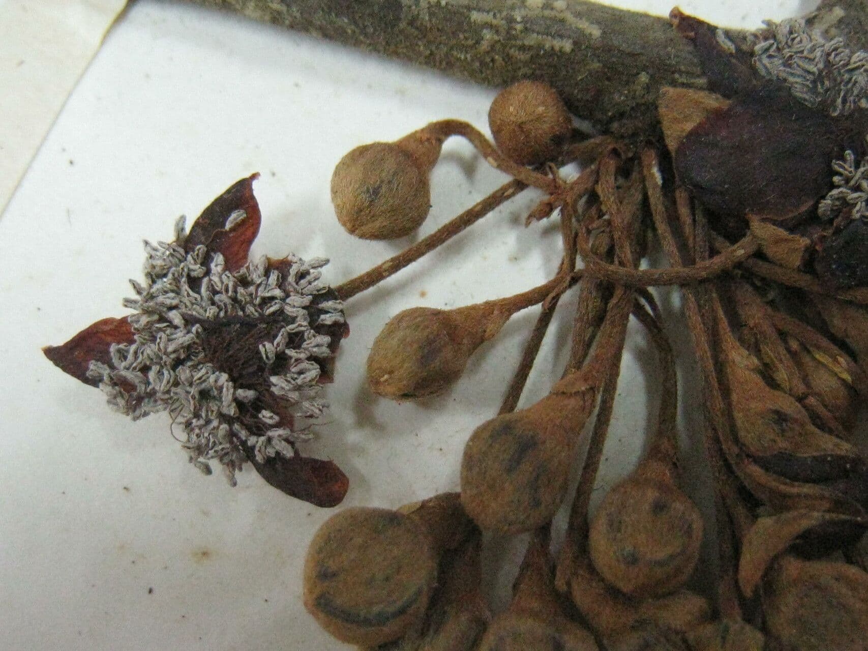 Eugenia 3