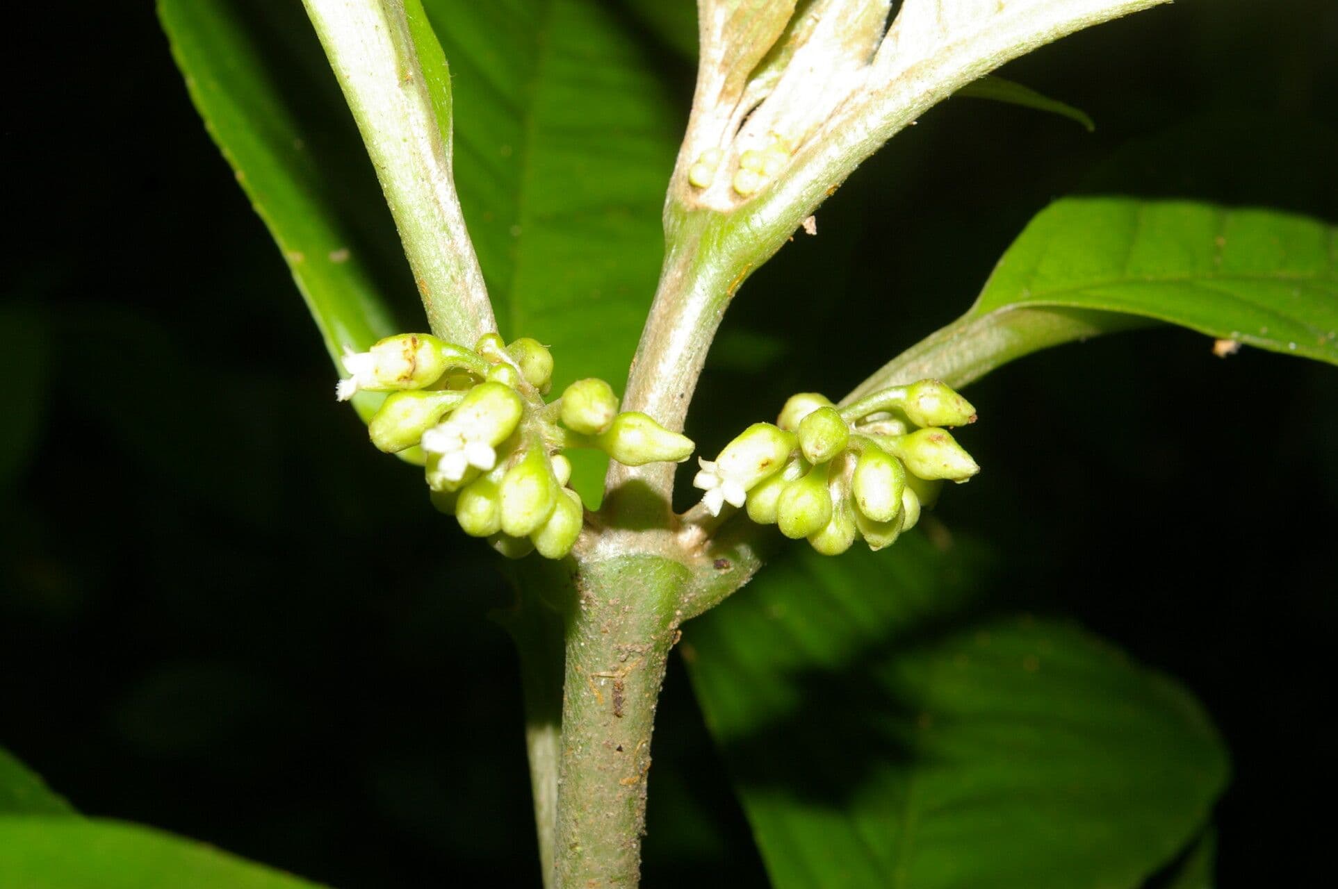 Besleria 3