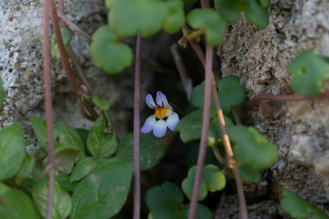 Cymbalaria