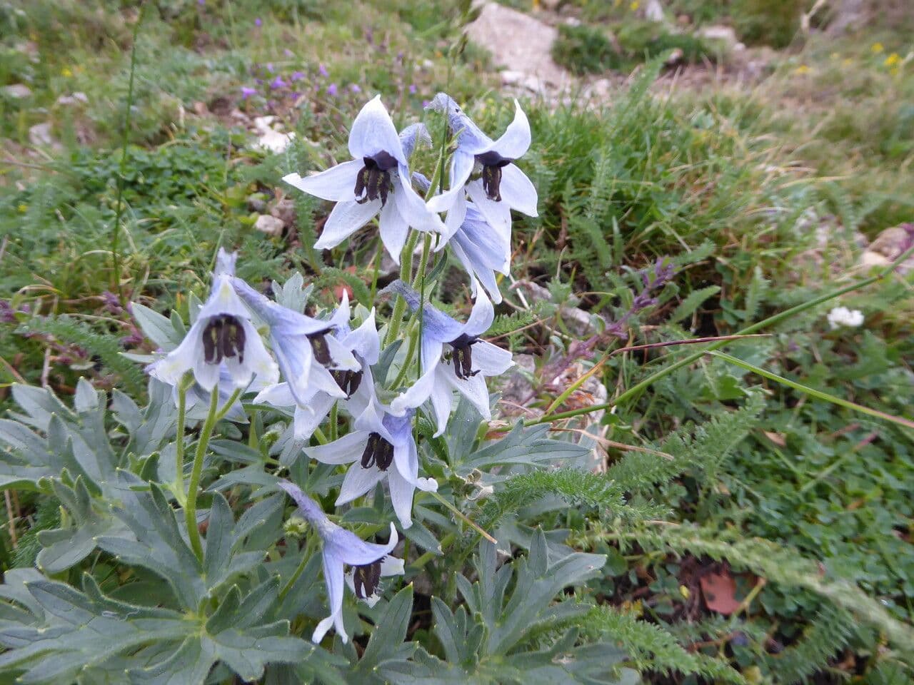 Delphinium 7