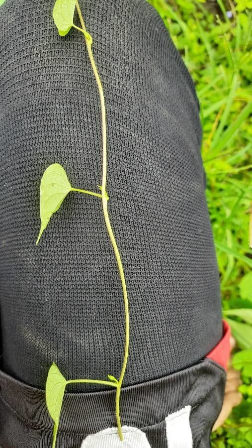 Ipomoea lacunosa 19