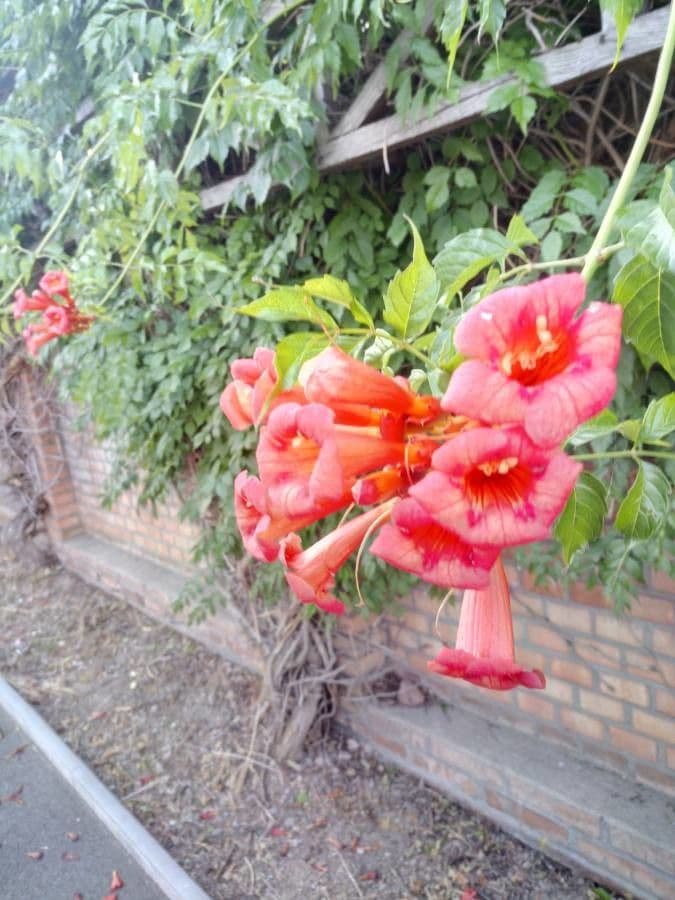 Trompeta de Virginia 8