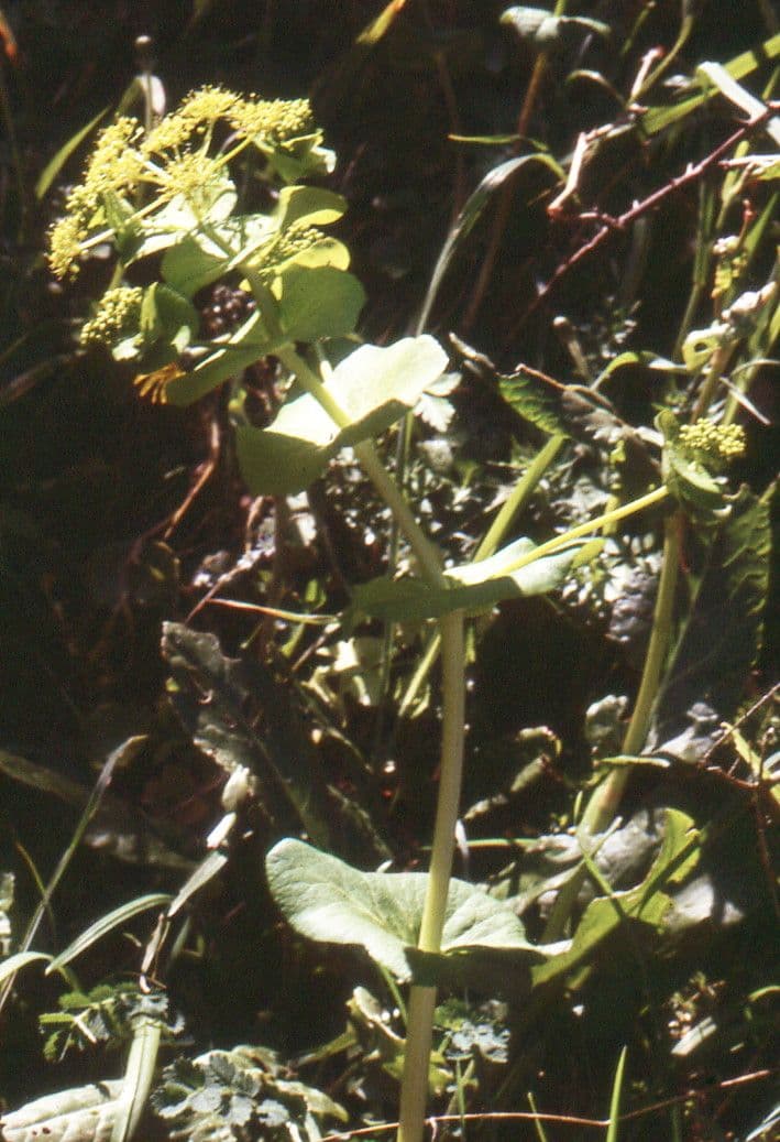 Macedonio perfoliato 30