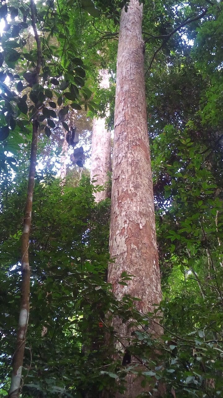 Sloanea dasycarpa