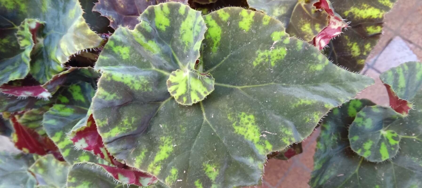 Begonia 11