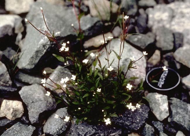 Epilobium lactiflorum 7