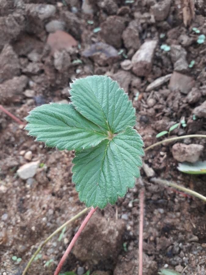 Fragola comune 16