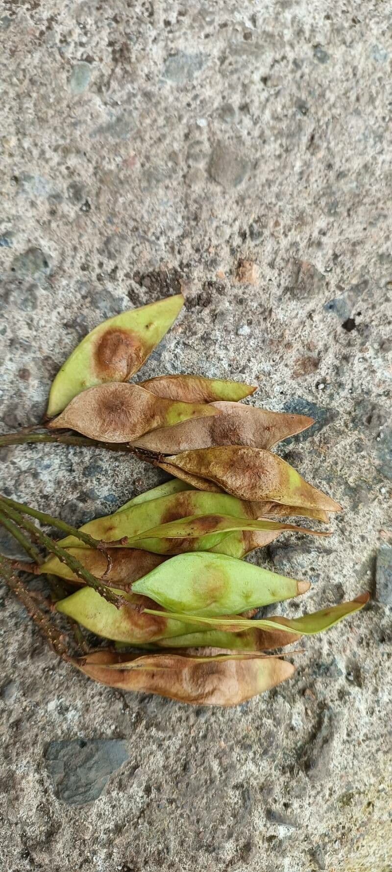 Lonchocarpus 3
