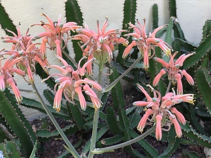 Aloe