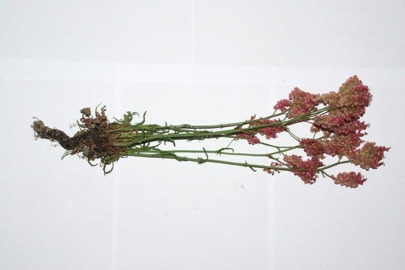 Rumex 27