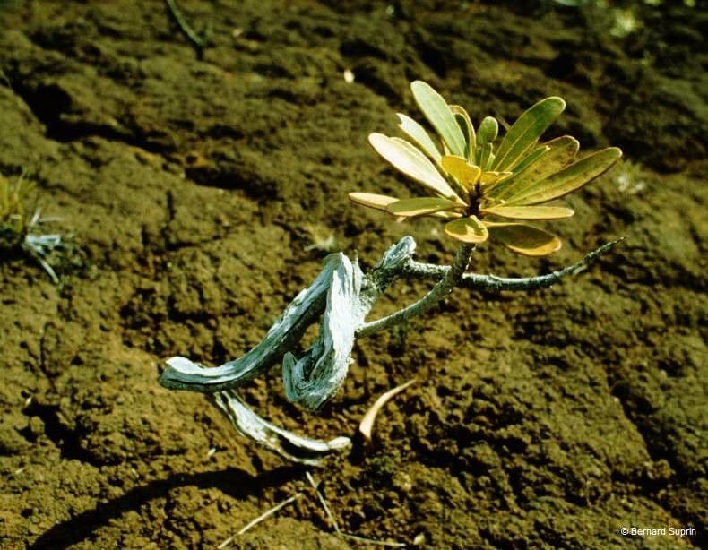 Xanthostemon 14