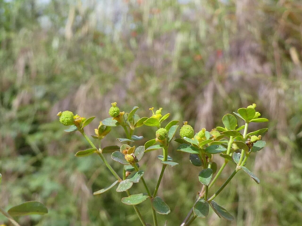 Euforbia bionda 25