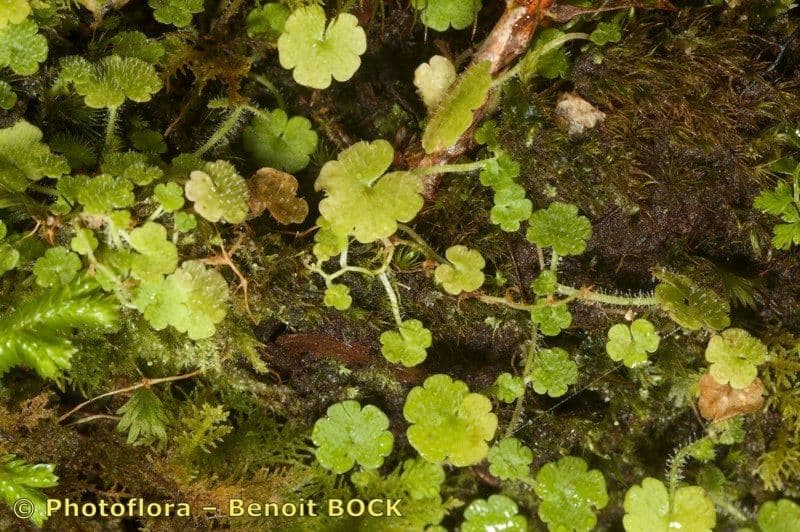 Sibthorpia Europaea 8