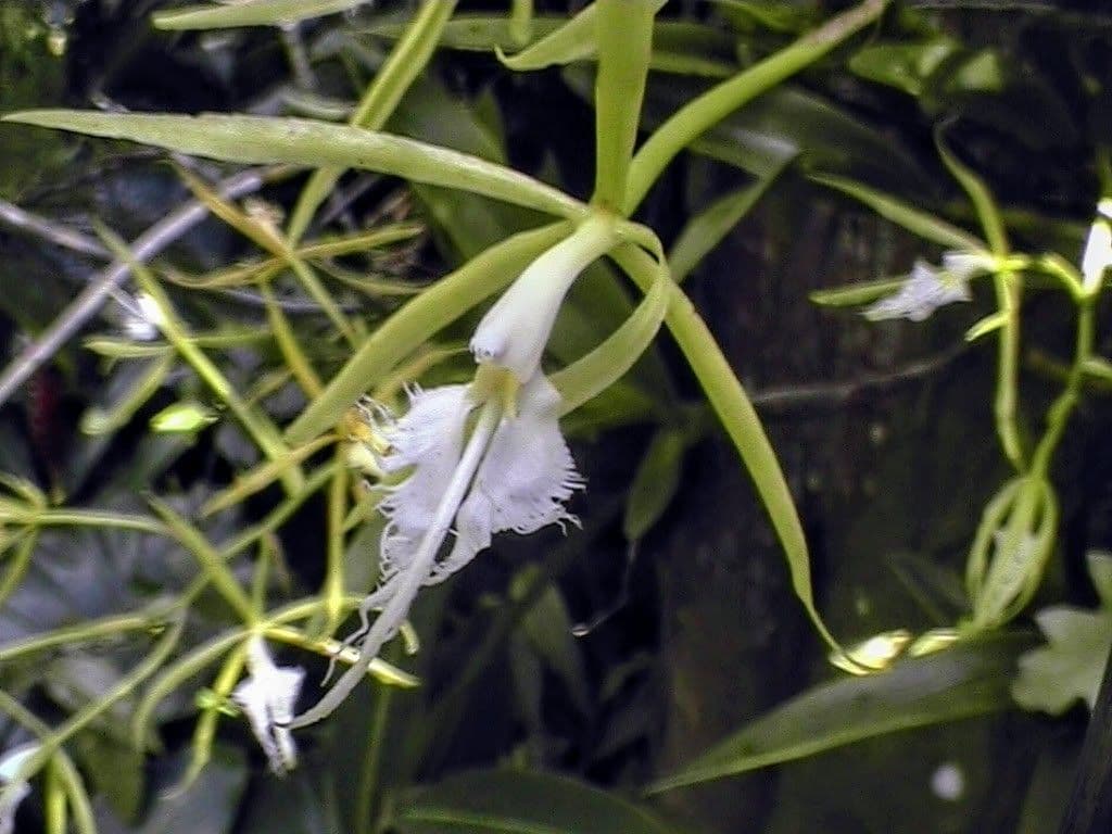 Epidendrum ciliato 8