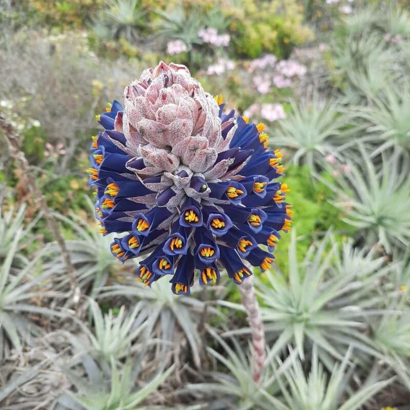 Puya 5