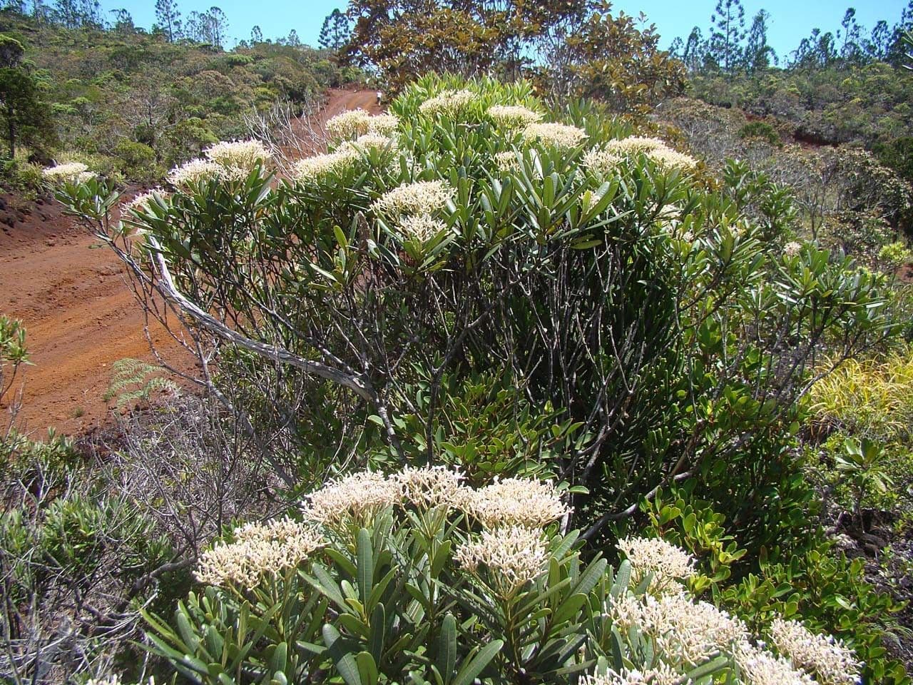Alstonia 8