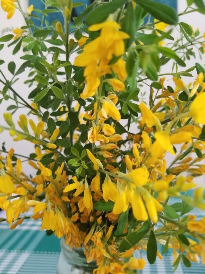 Genista canariensis 5
