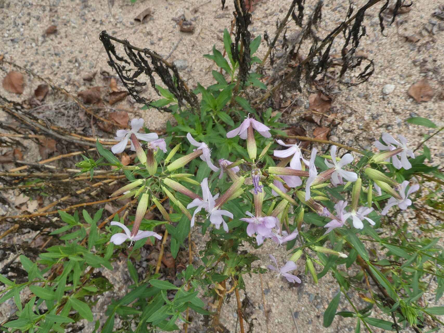Saponaria comune 12