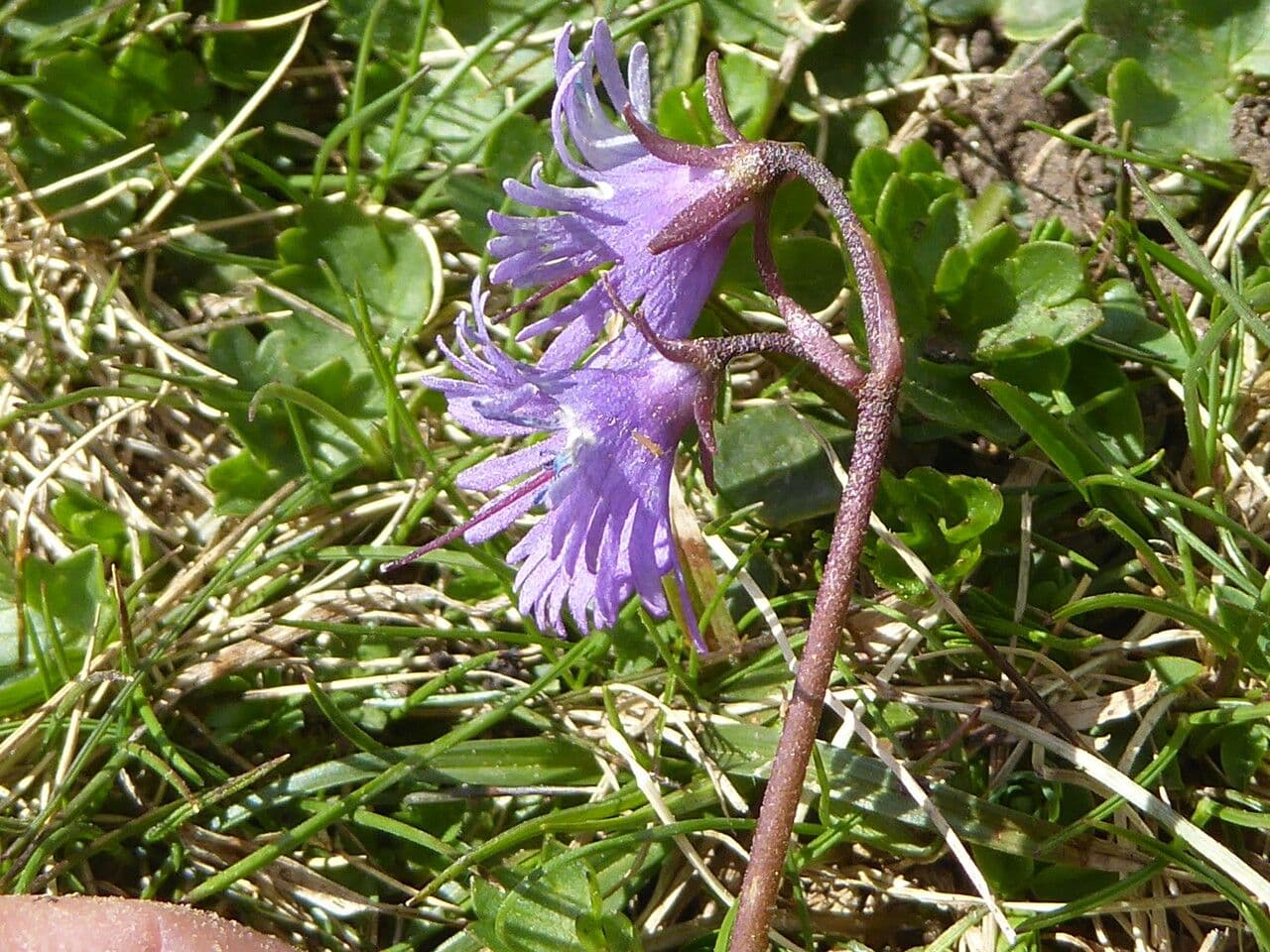 Soldanella comune 21