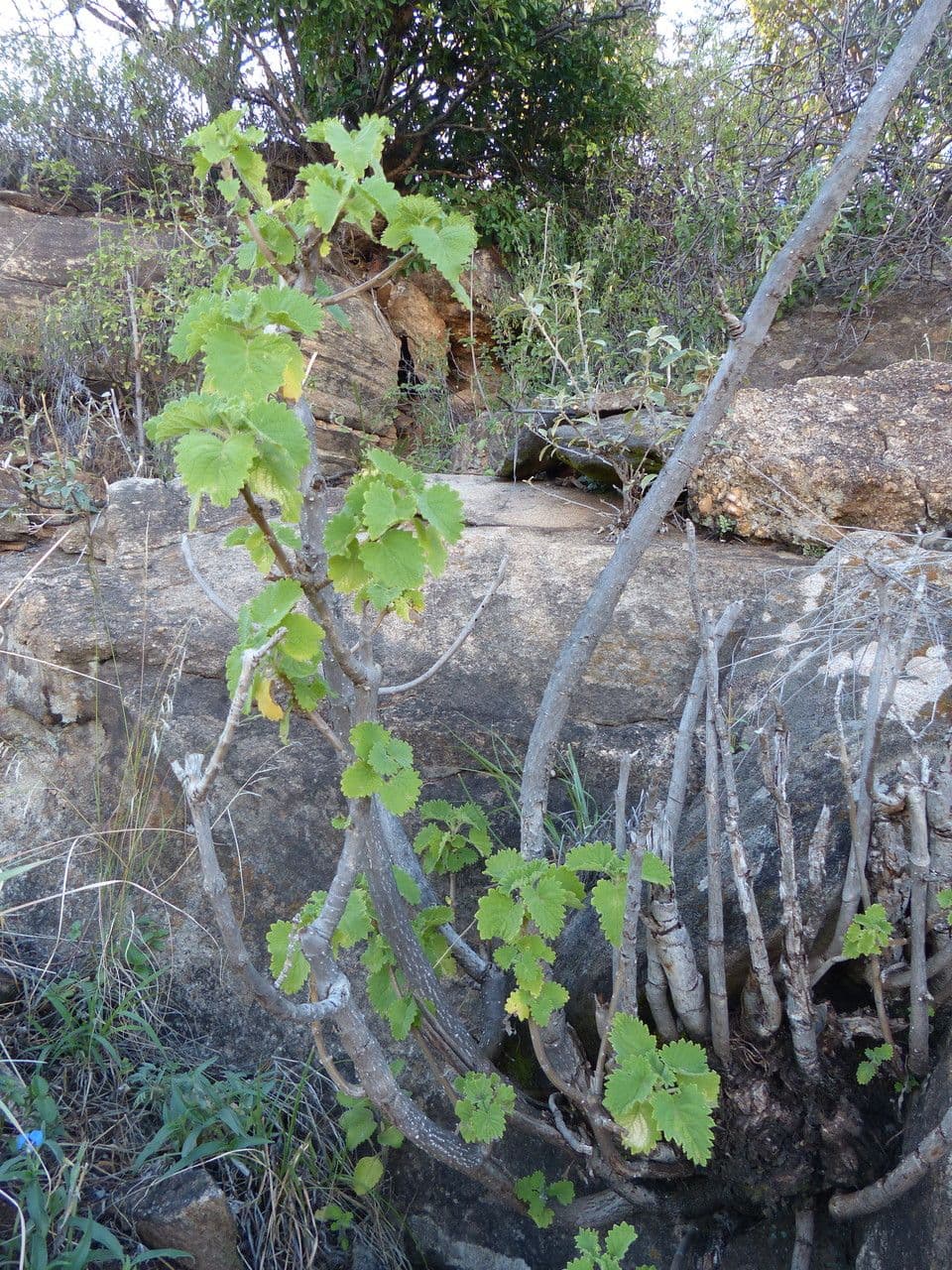 Tetradenia 8