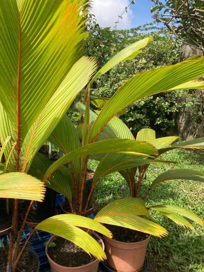 Borsig-Palme 12