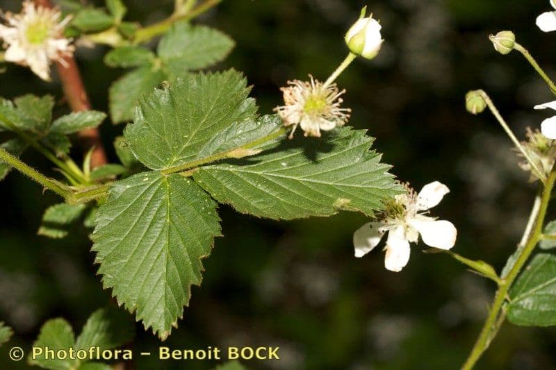 Gefurchte Brombeere 23