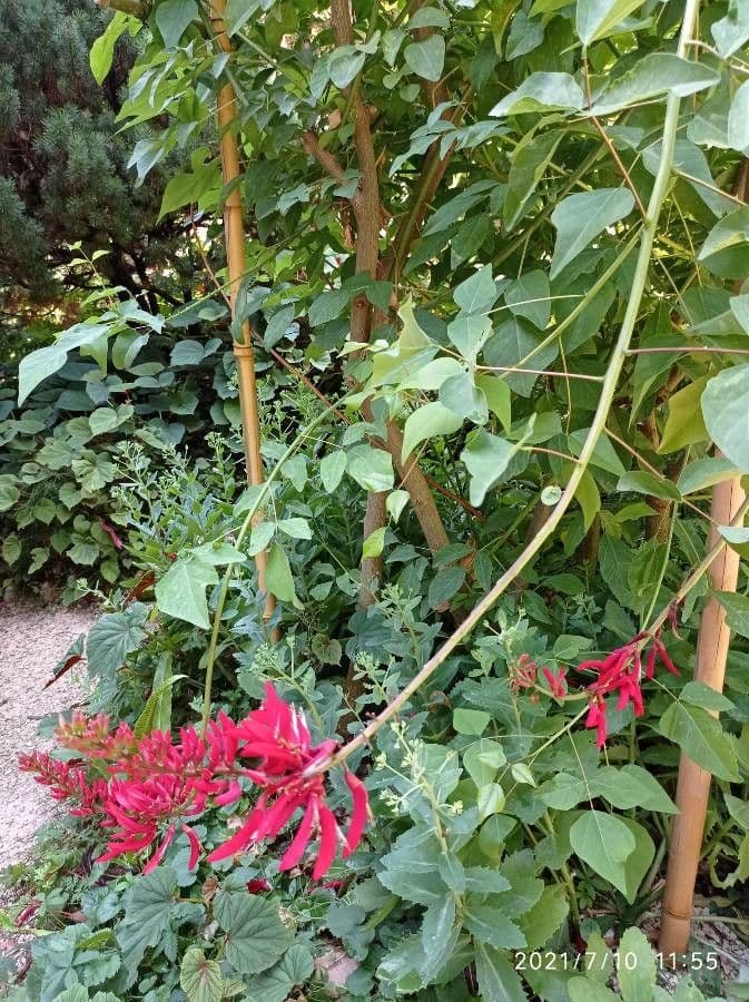 Erythrina 6