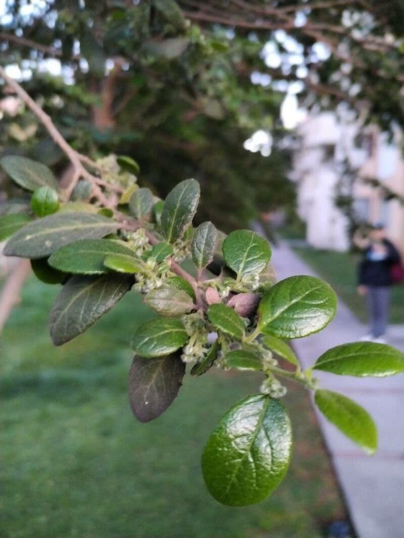 Azara dentata 9