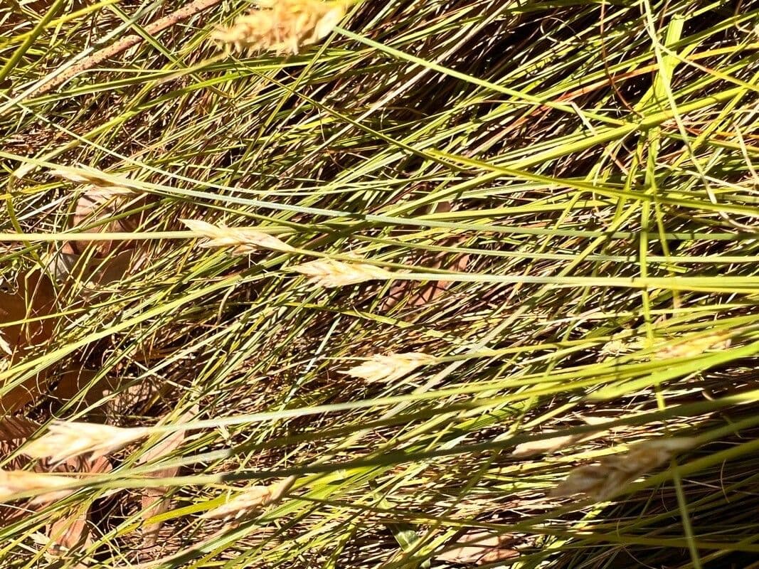 Distichlis spicata 6