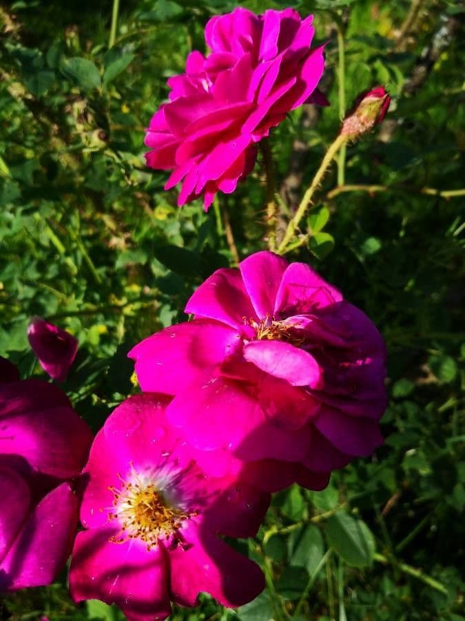 Rosa centifolia 2