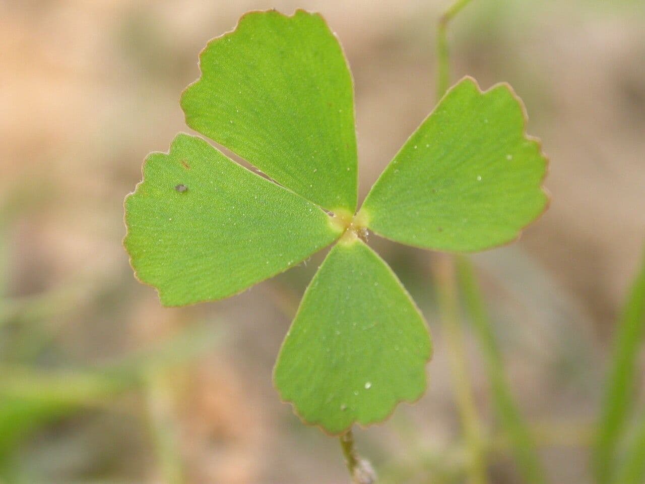 Marsilea minuta 11
