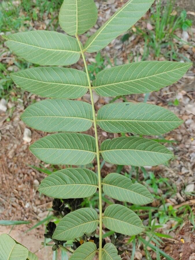 Centrolobium 6