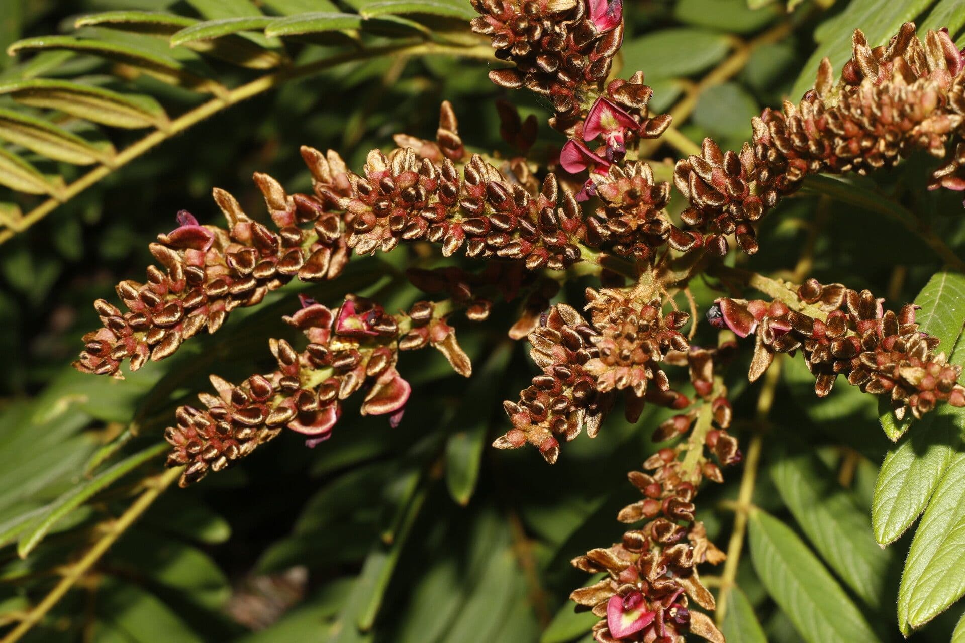 Lonchocarpus 14