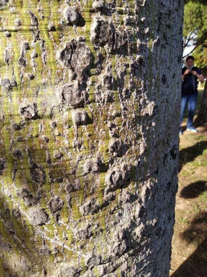 Ceiba speciosa 25