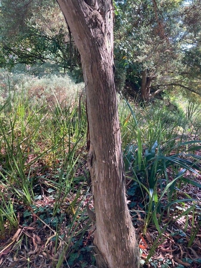 Wolliges Teebaum 12