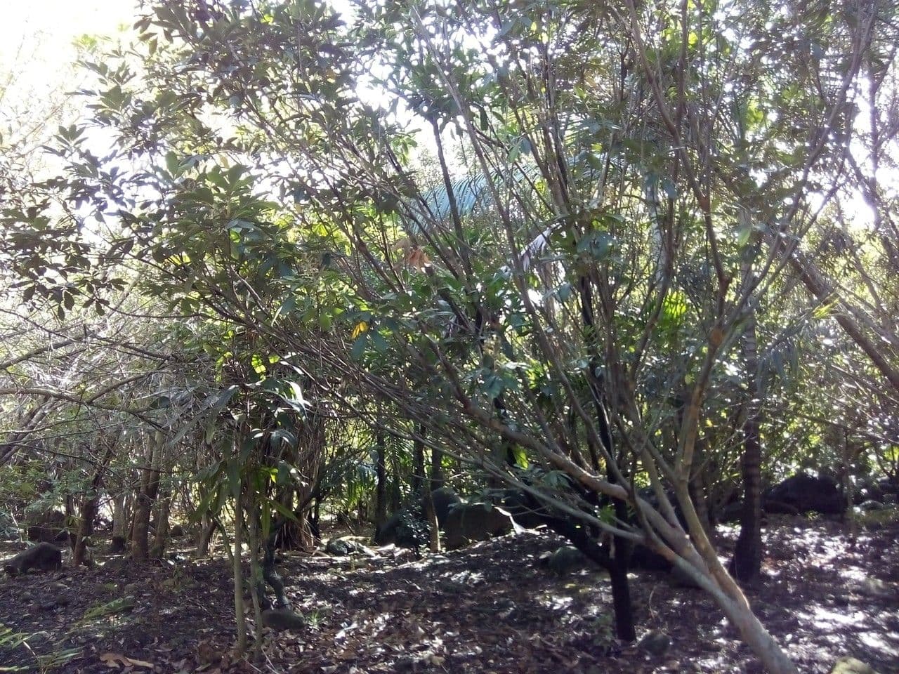 Cossinia pinnata 12