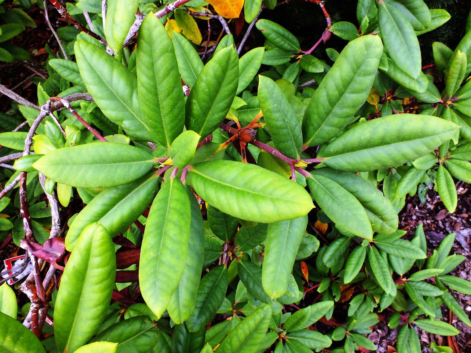 Rhododendron 16