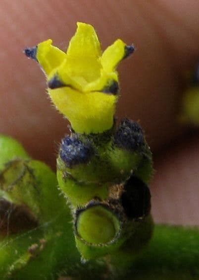 Psychotria rameuse 10
