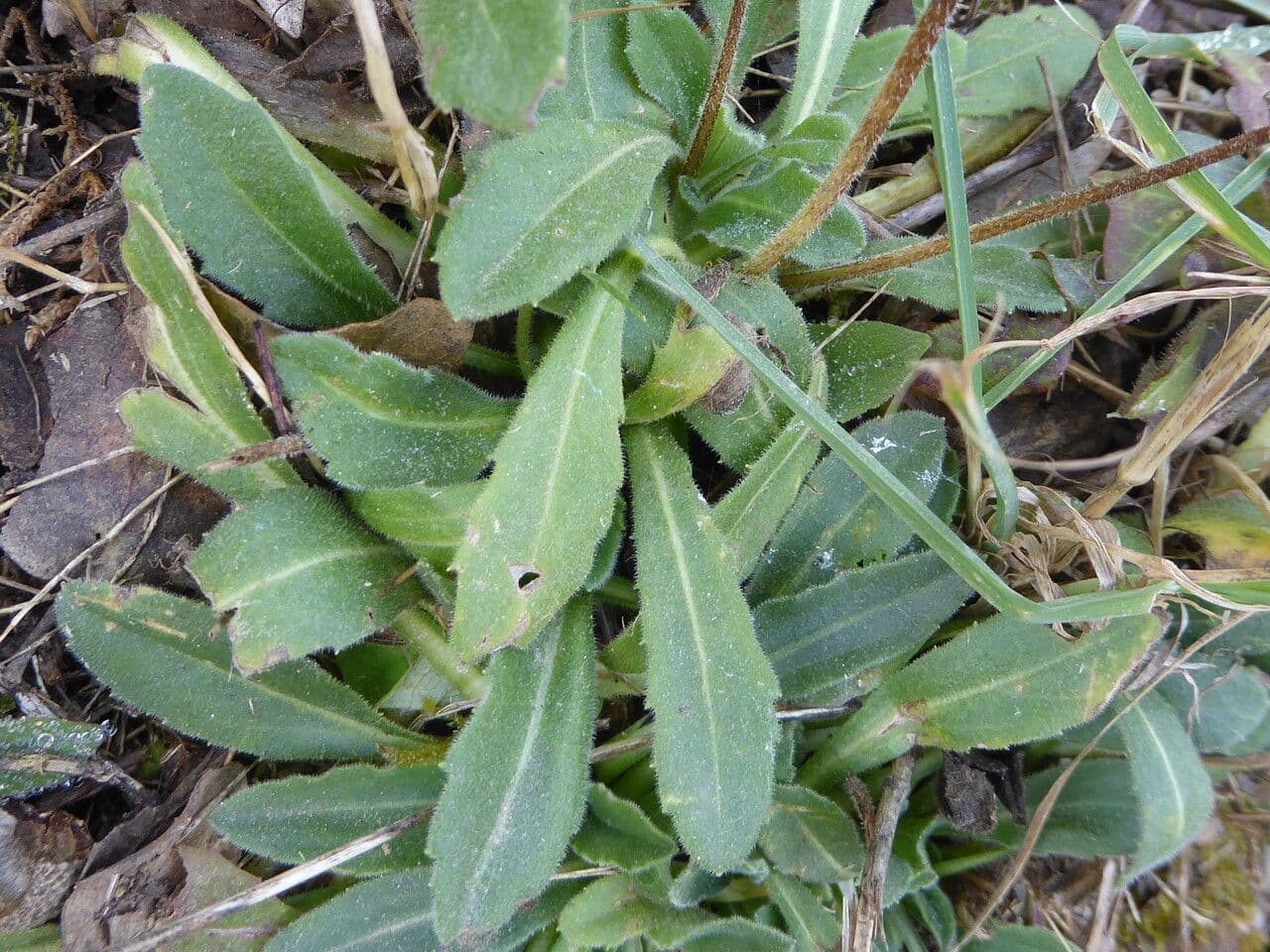 Margherita selvatica 16