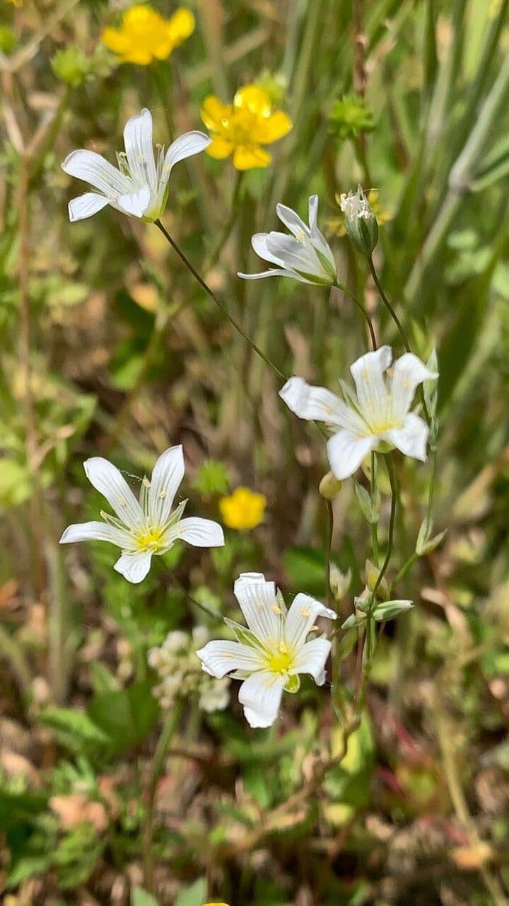 Moenchia de Mantoue 4